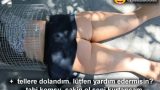 Bahçede Kurtarılmayı Bekleyen Külotsuz Komşuya Dayanamadı